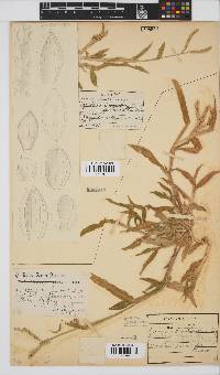 Urochloa panicoides image