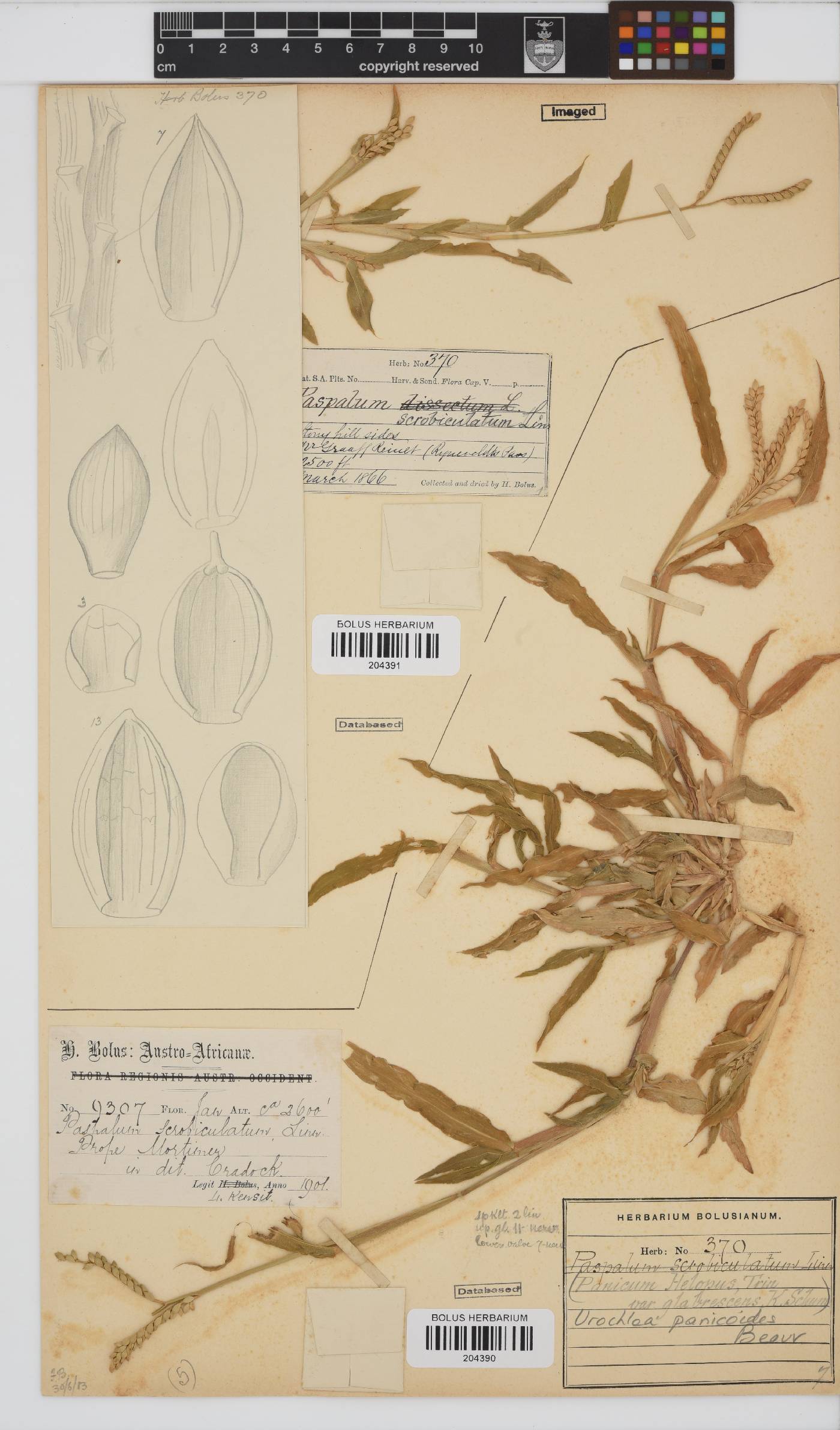 Urochloa panicoides image