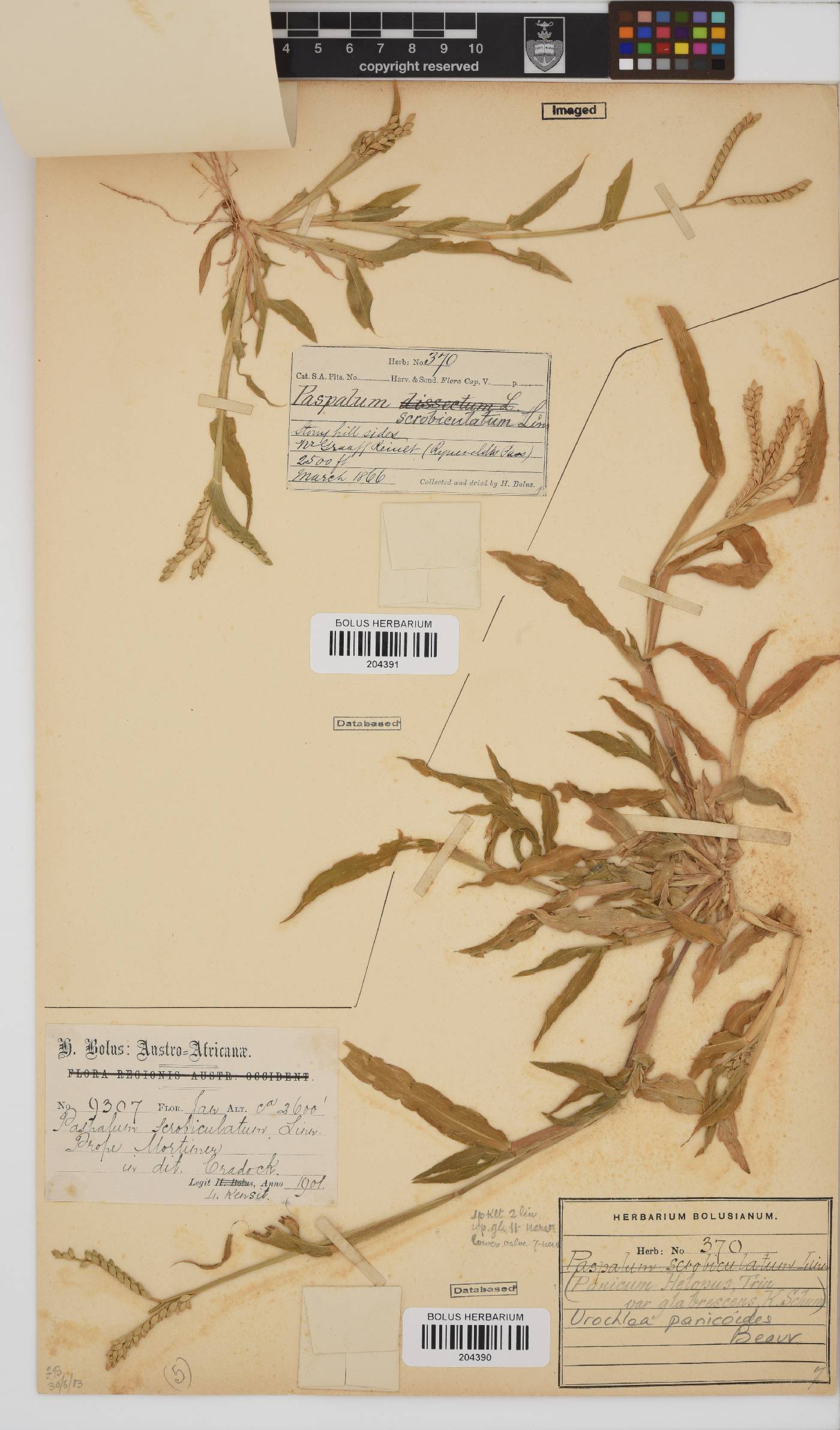 Urochloa panicoides image