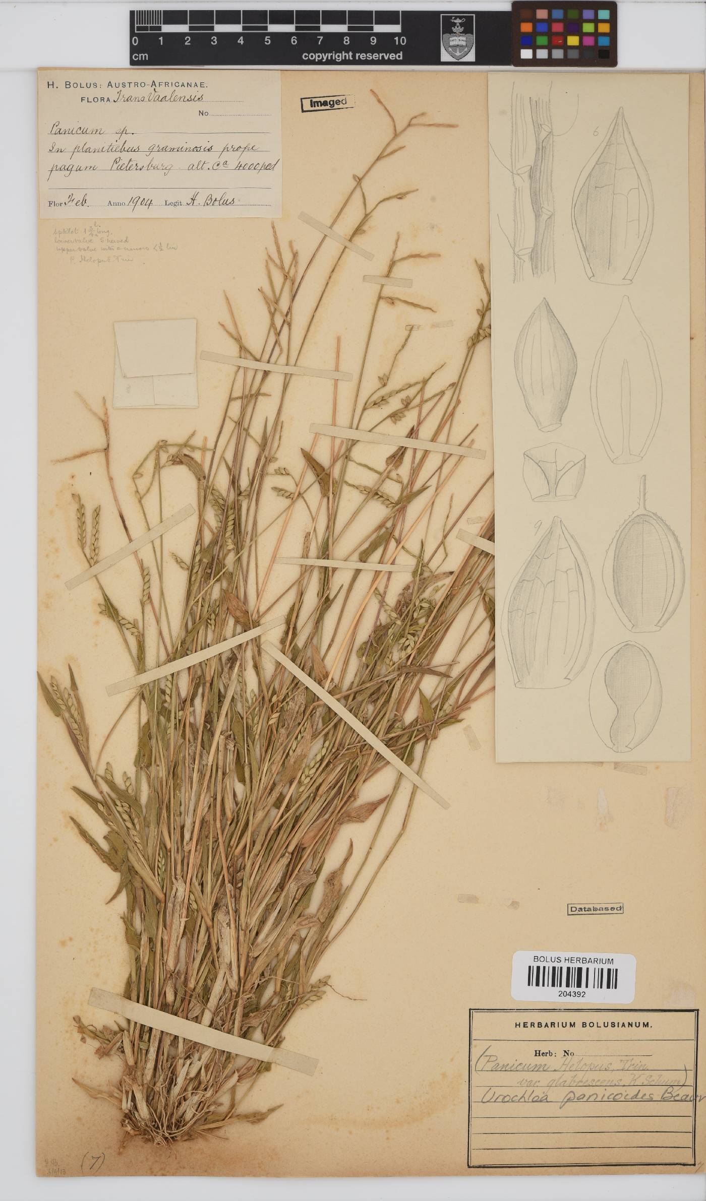 Urochloa image