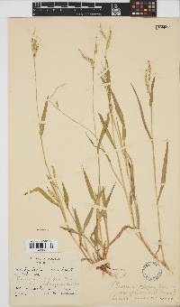 Urochloa panicoides image