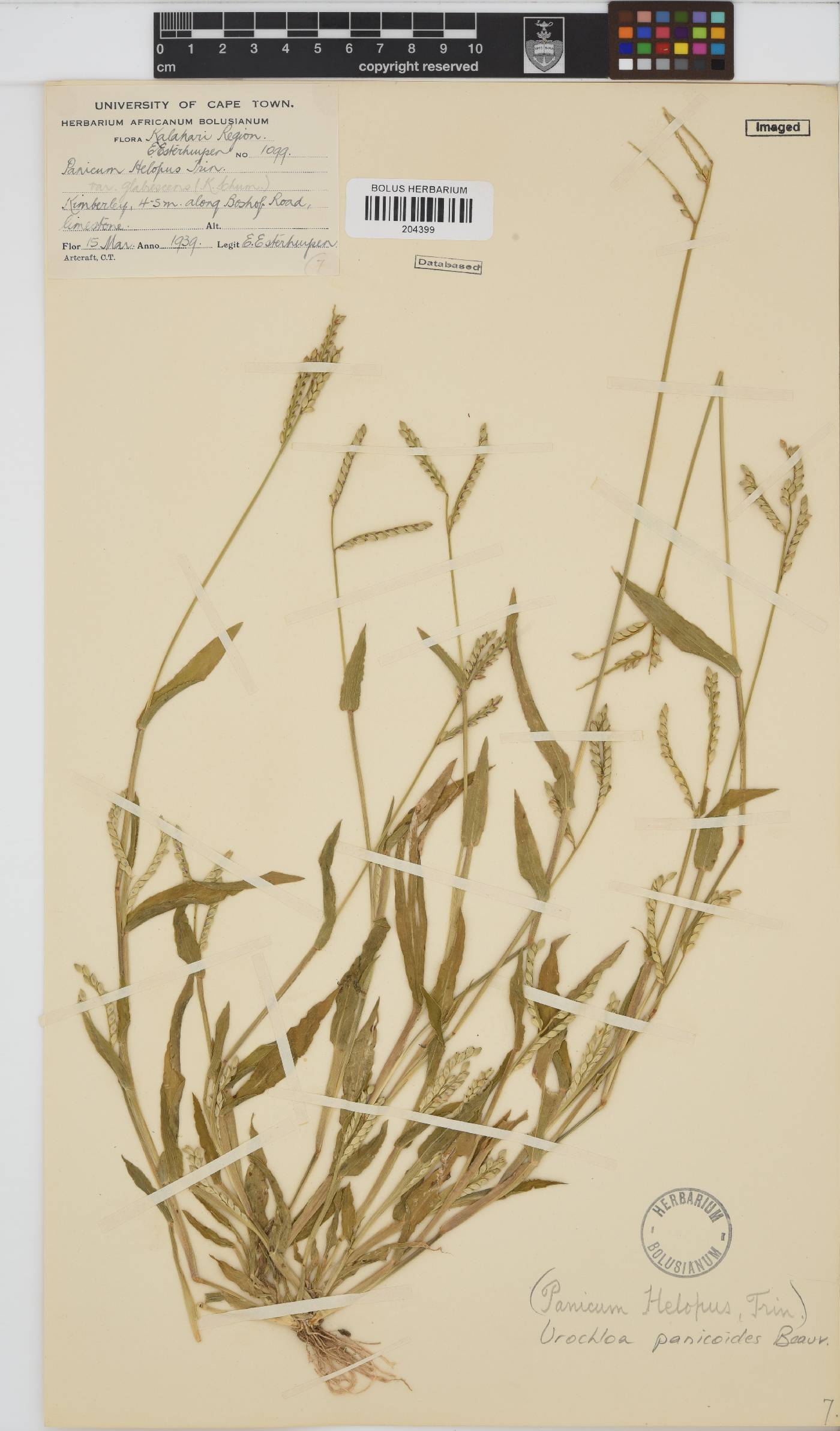 Urochloa panicoides image