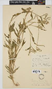 Urochloa panicoides image