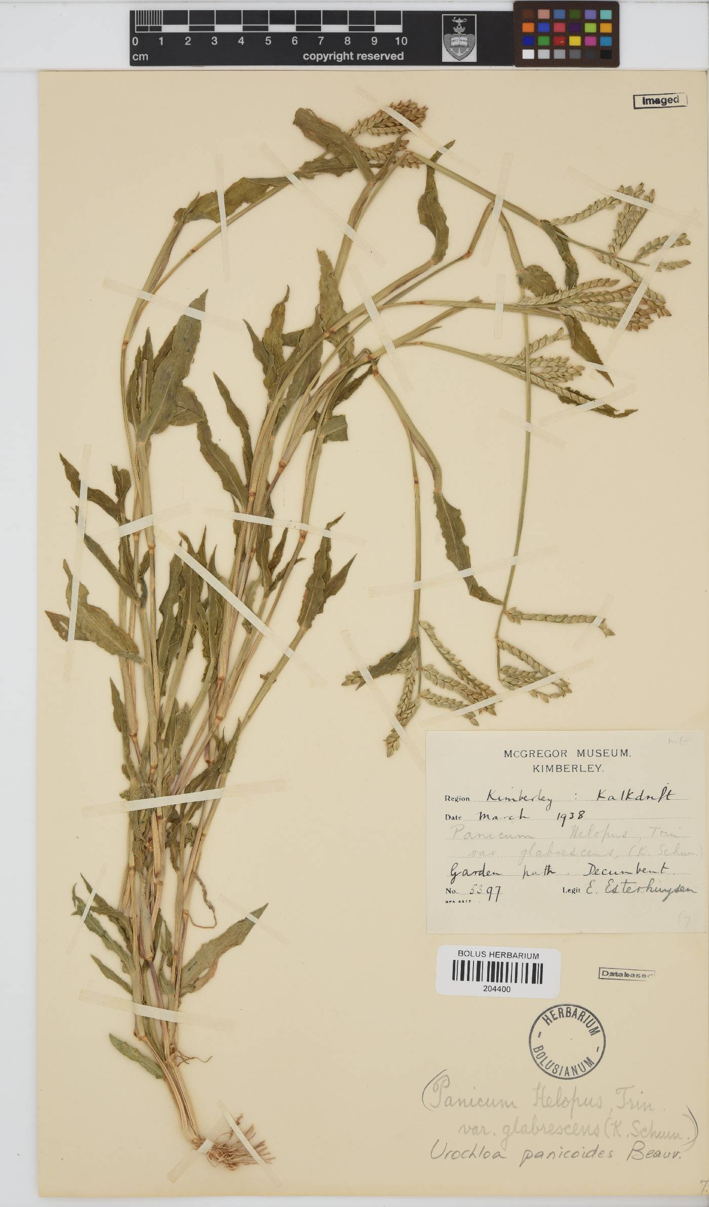 Urochloa panicoides image