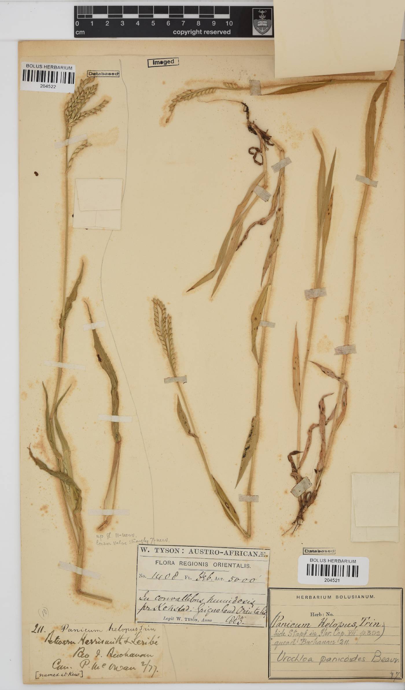 Urochloa panicoides image