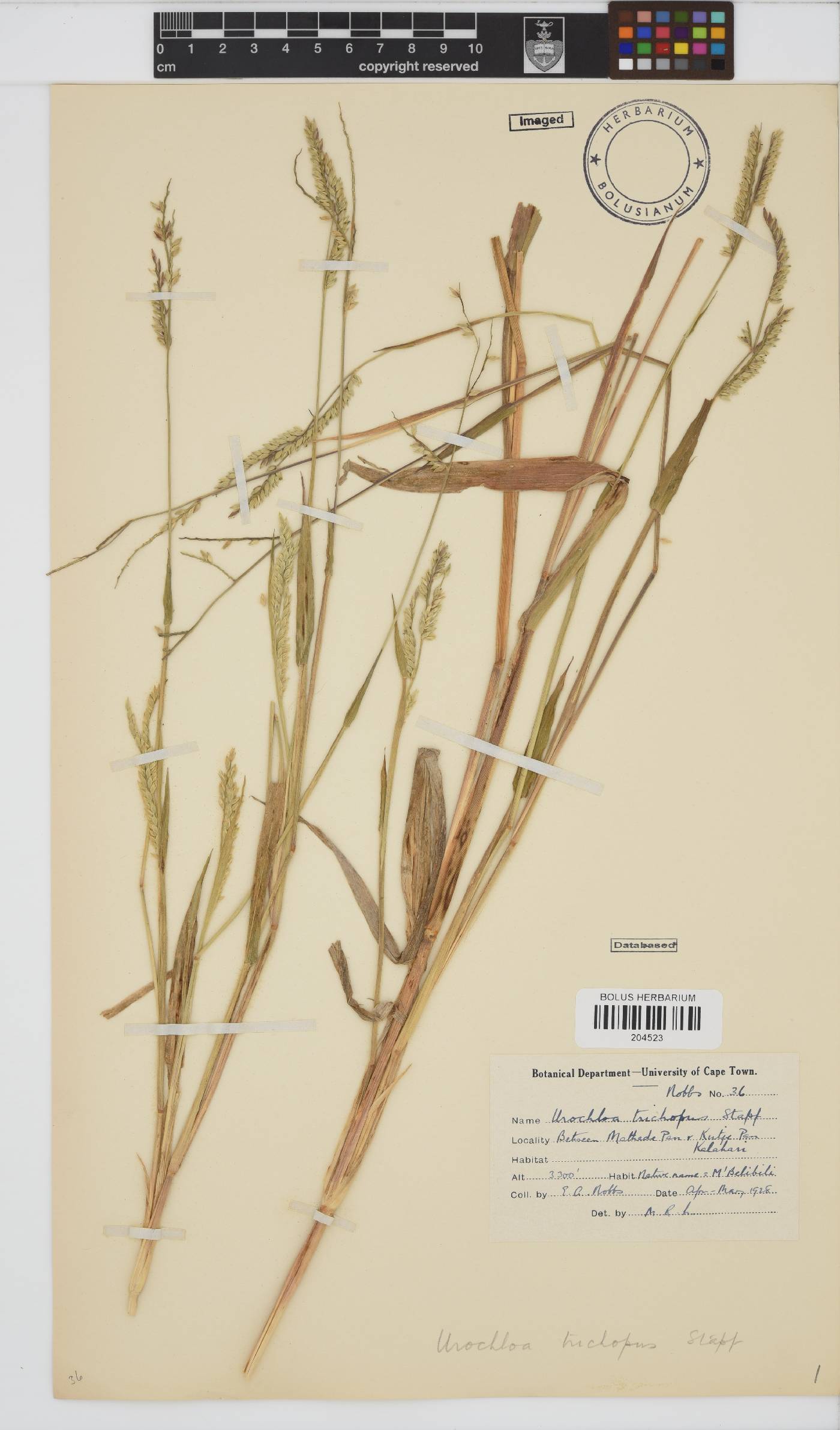 Urochloa trichopus image