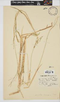 Urochloa trichopus image