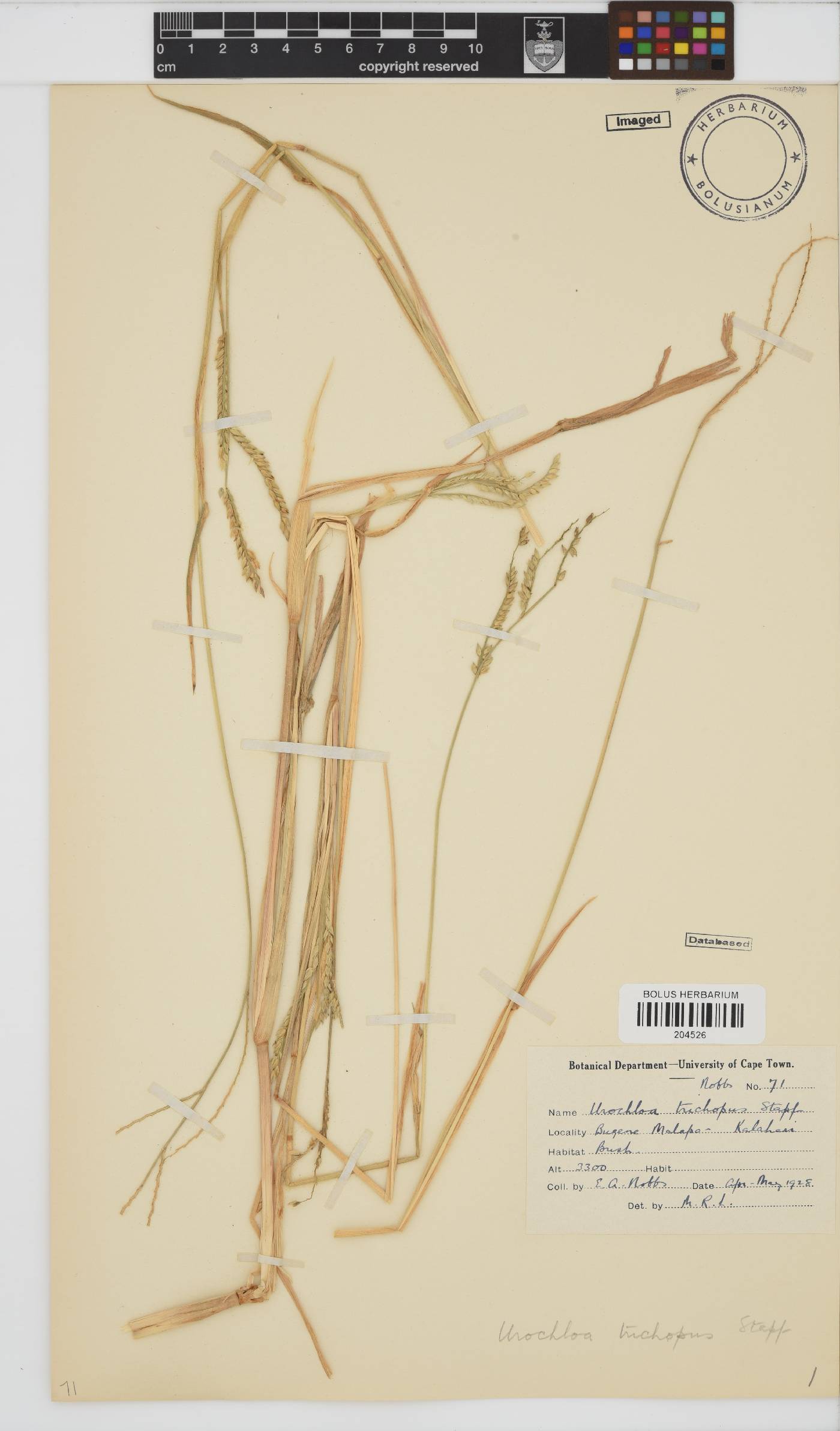 Urochloa trichopus image