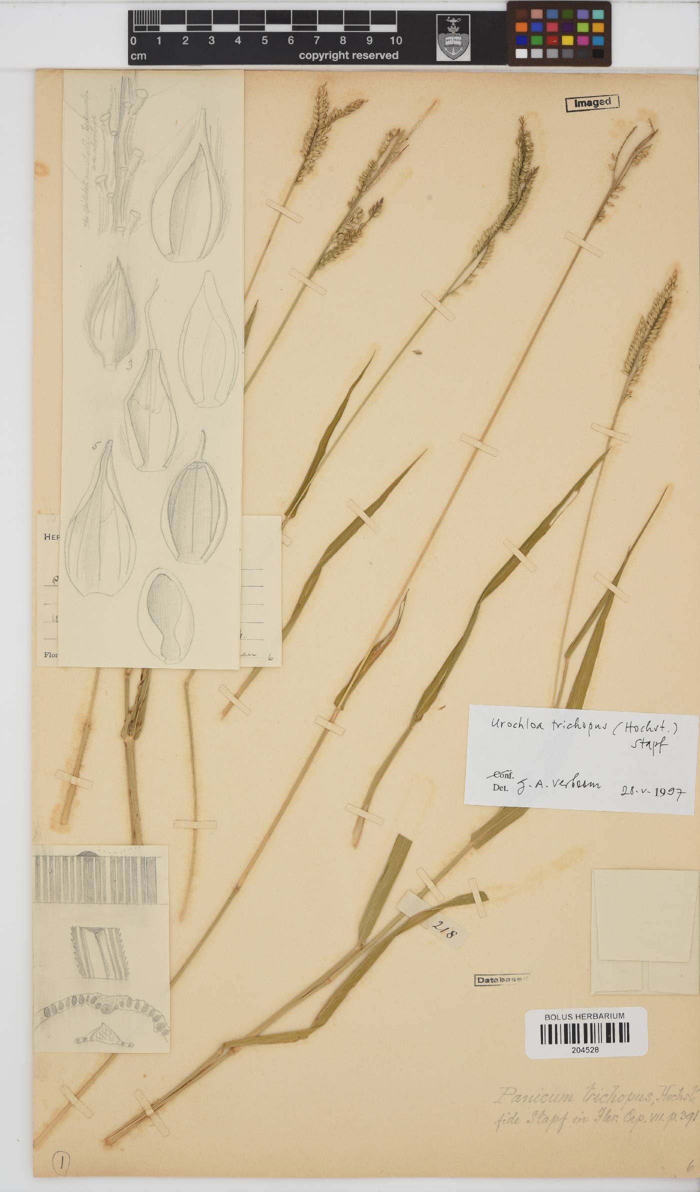 Urochloa image