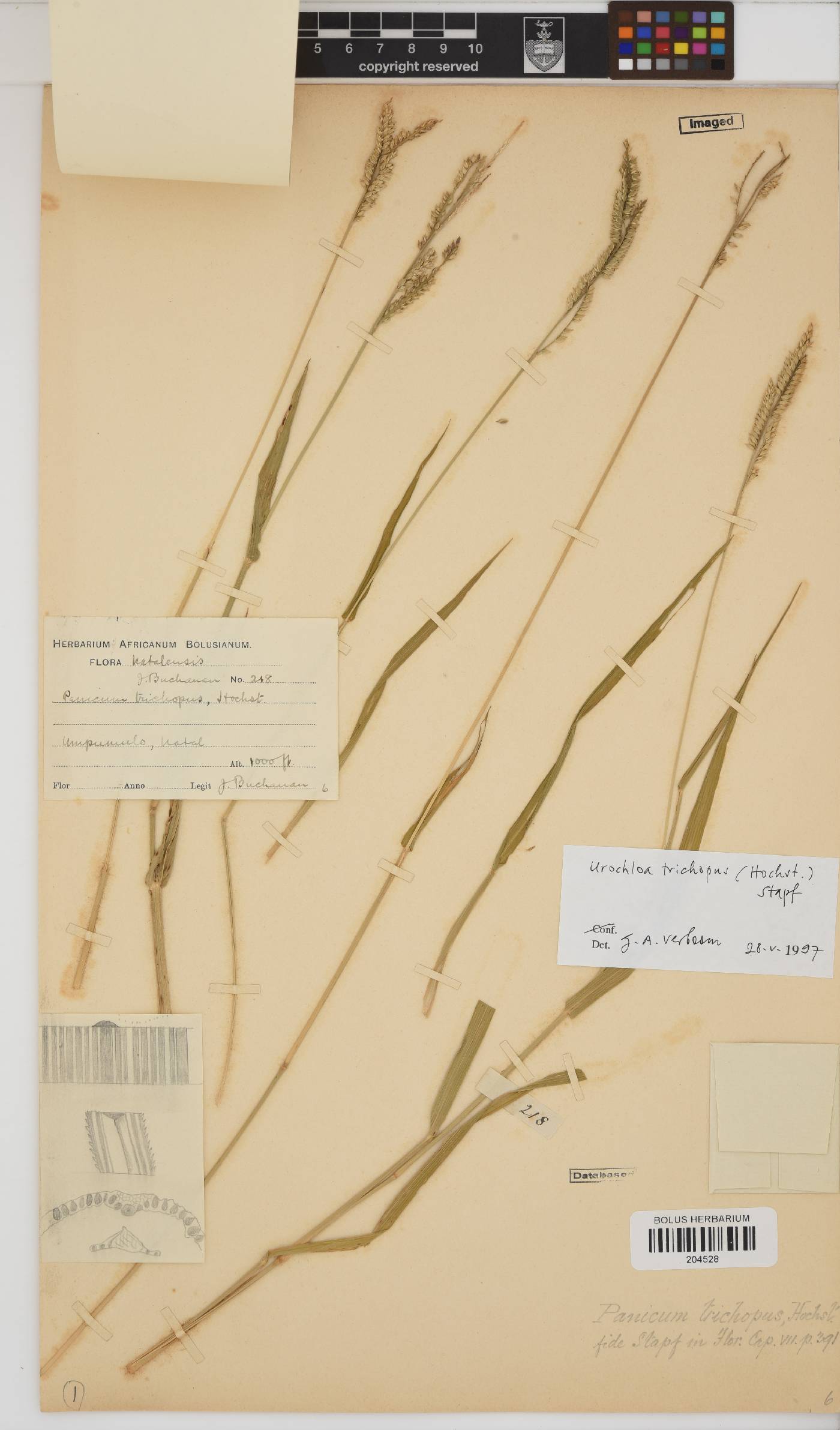 Urochloa trichopus image