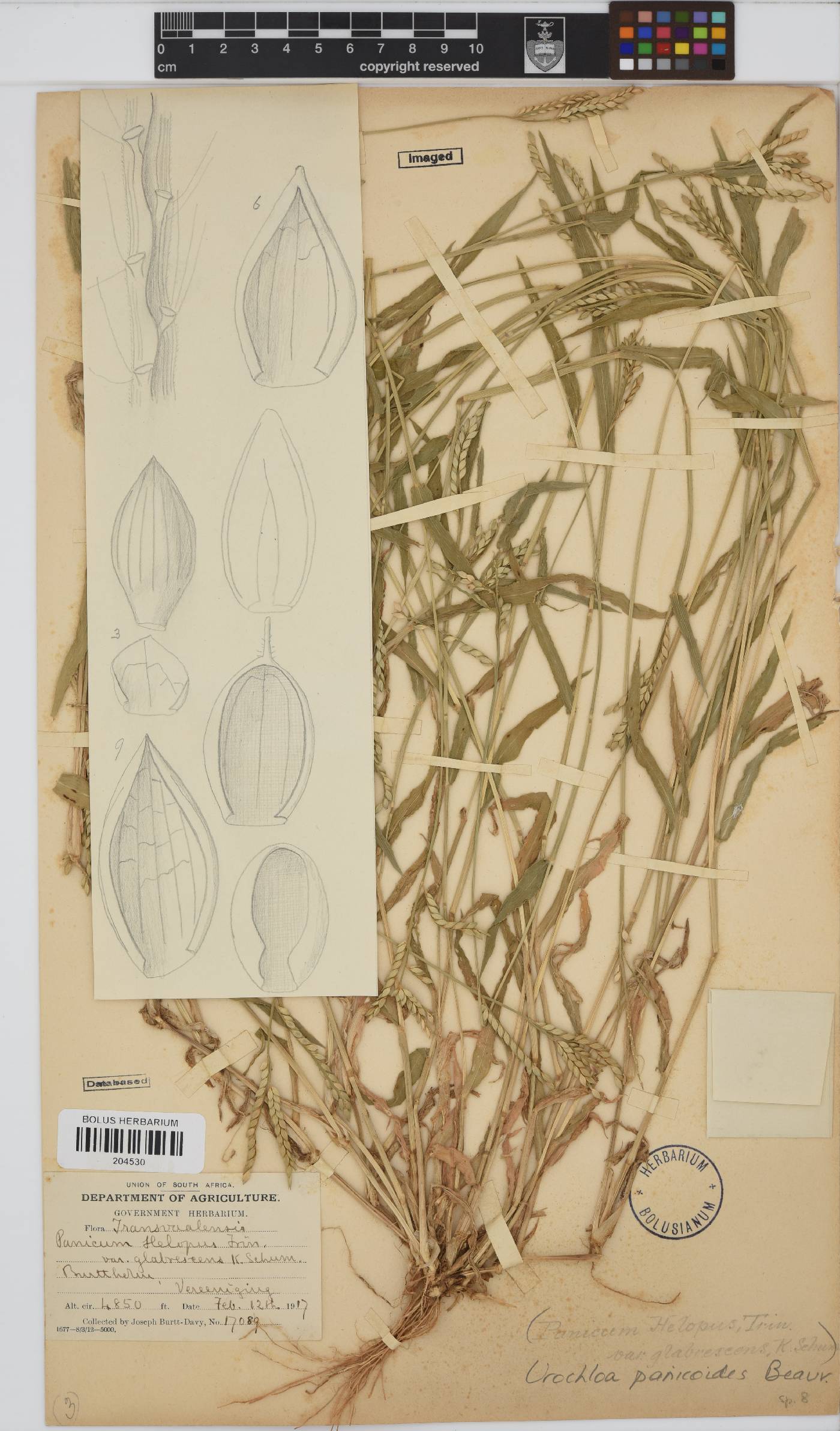 Urochloa panicoides image