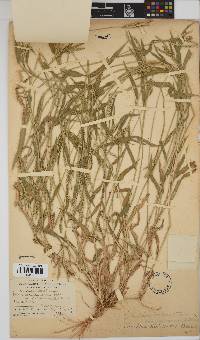 Urochloa panicoides image