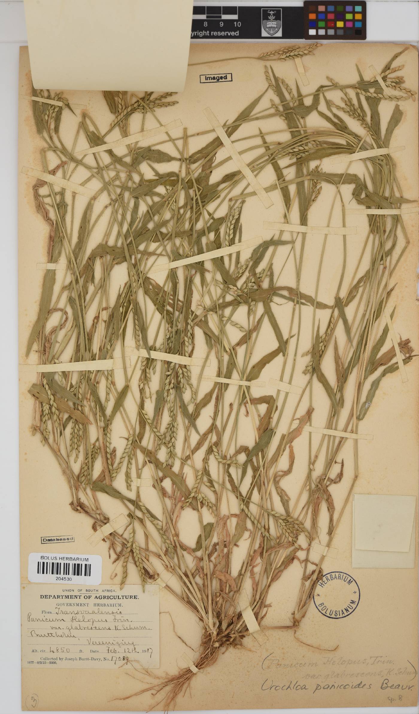 Urochloa panicoides image