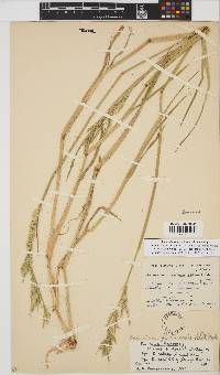 Eriochloa fatmensis image