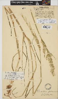 Eriochloa fatmensis image