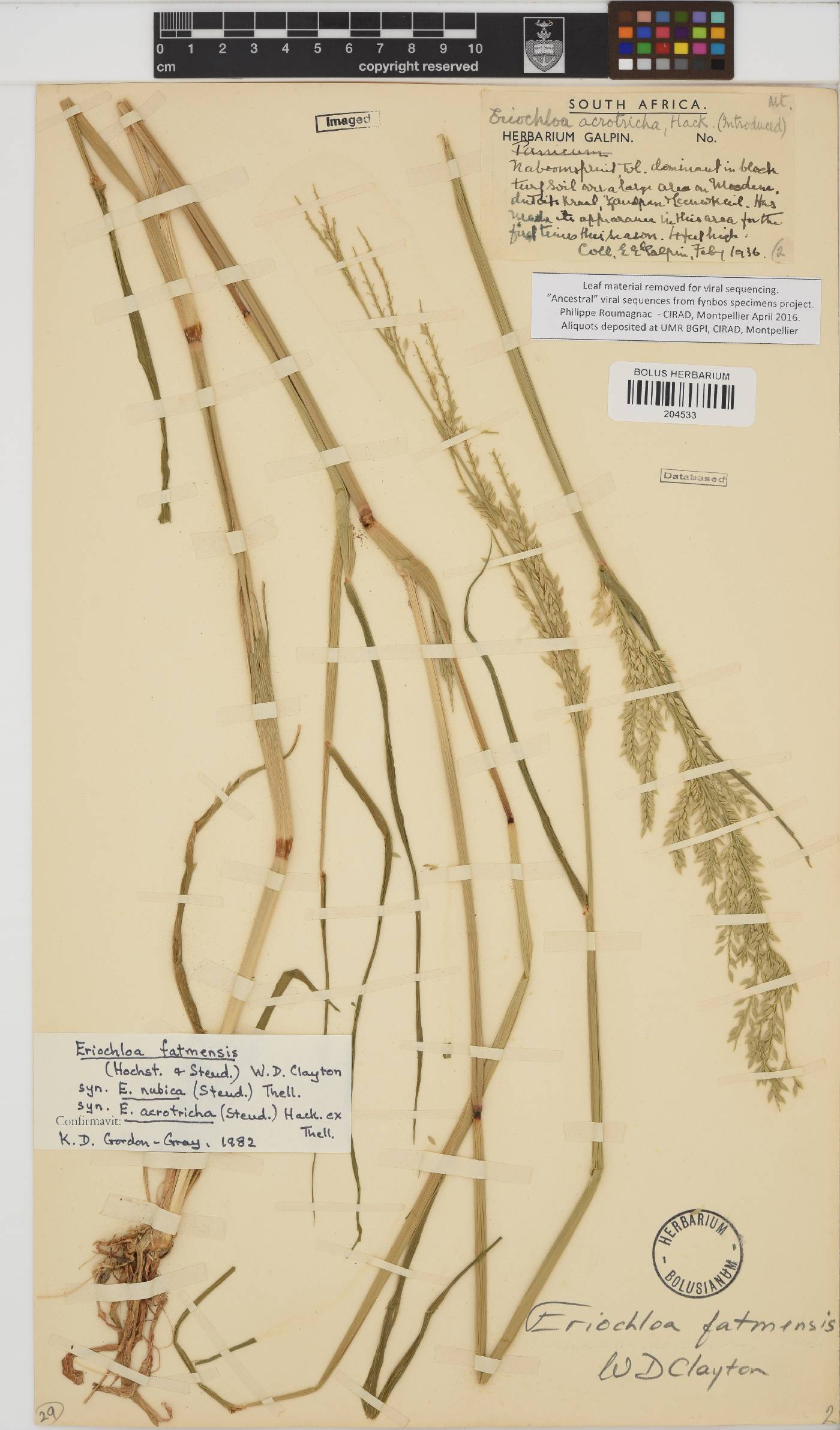 Eriochloa fatmensis image