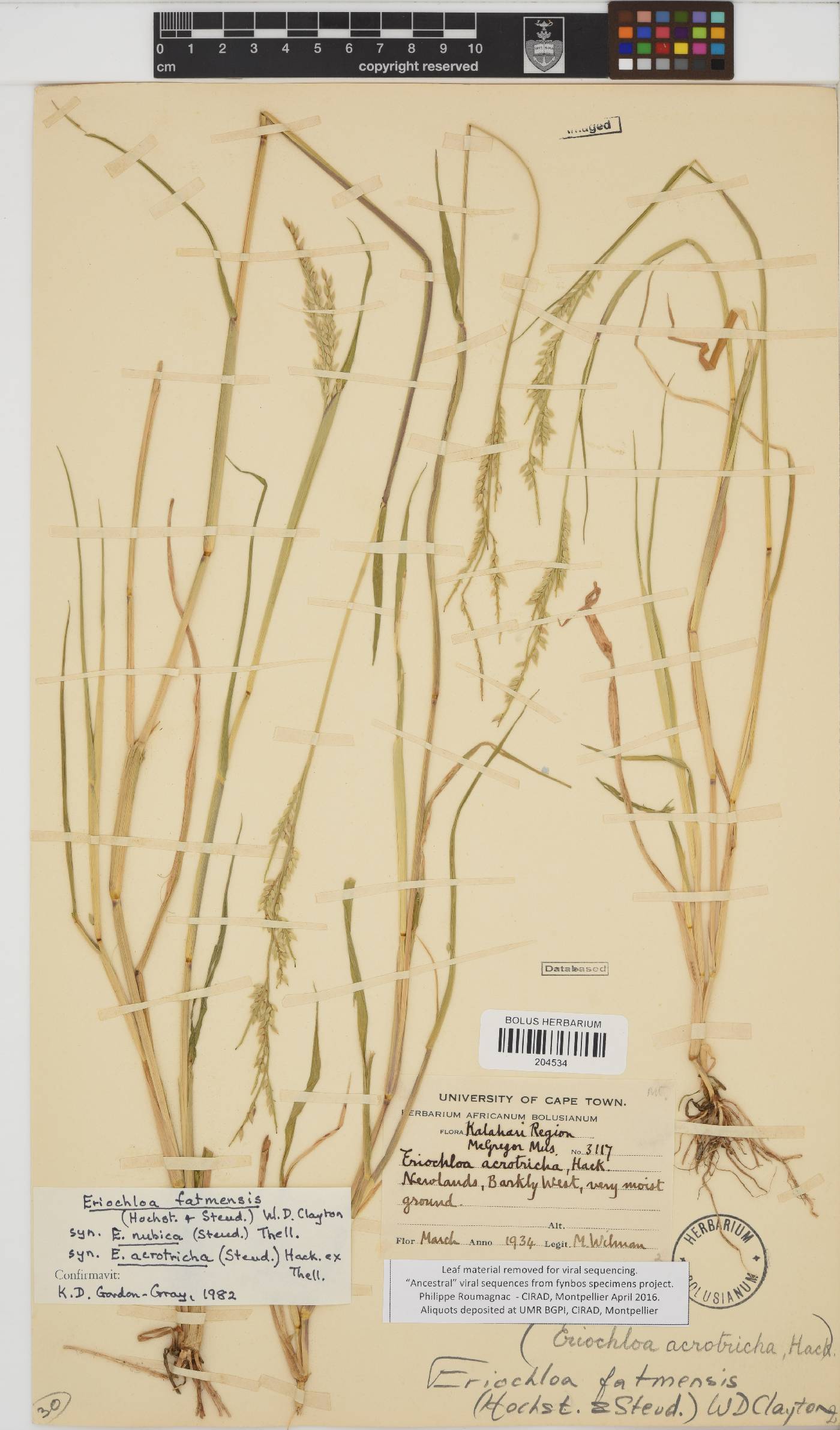 Eriochloa fatmensis image