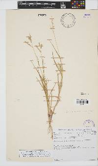 Eriochloa fatmensis image