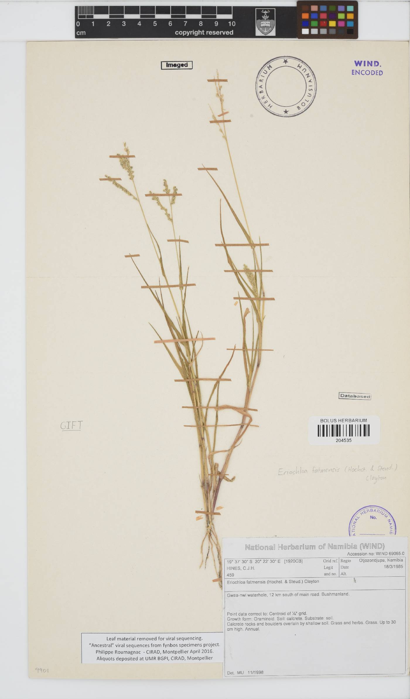 Eriochloa image