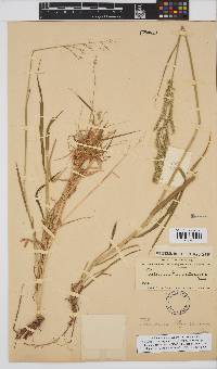 Image of Eriochloa meyeriana