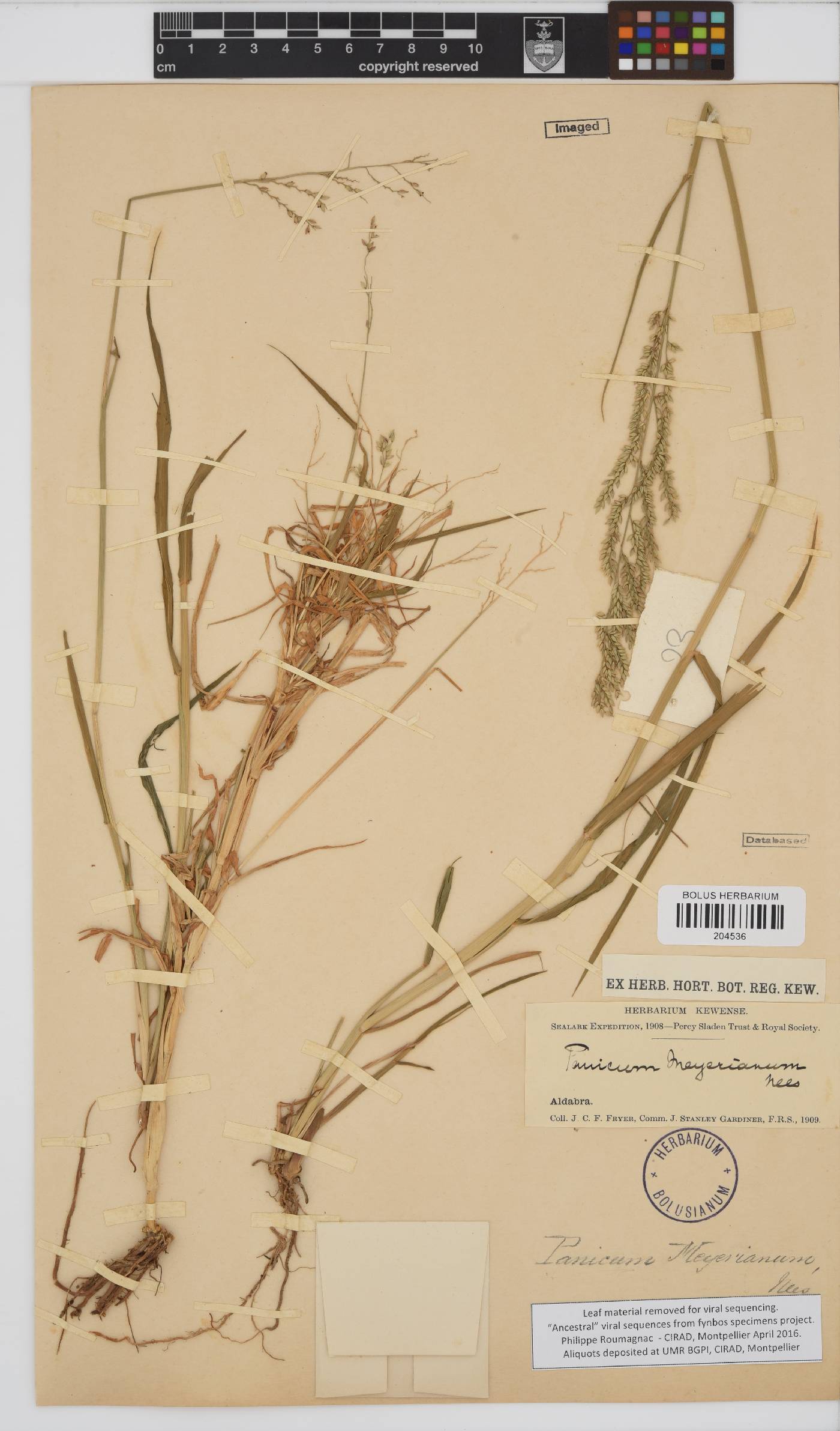 Eriochloa image