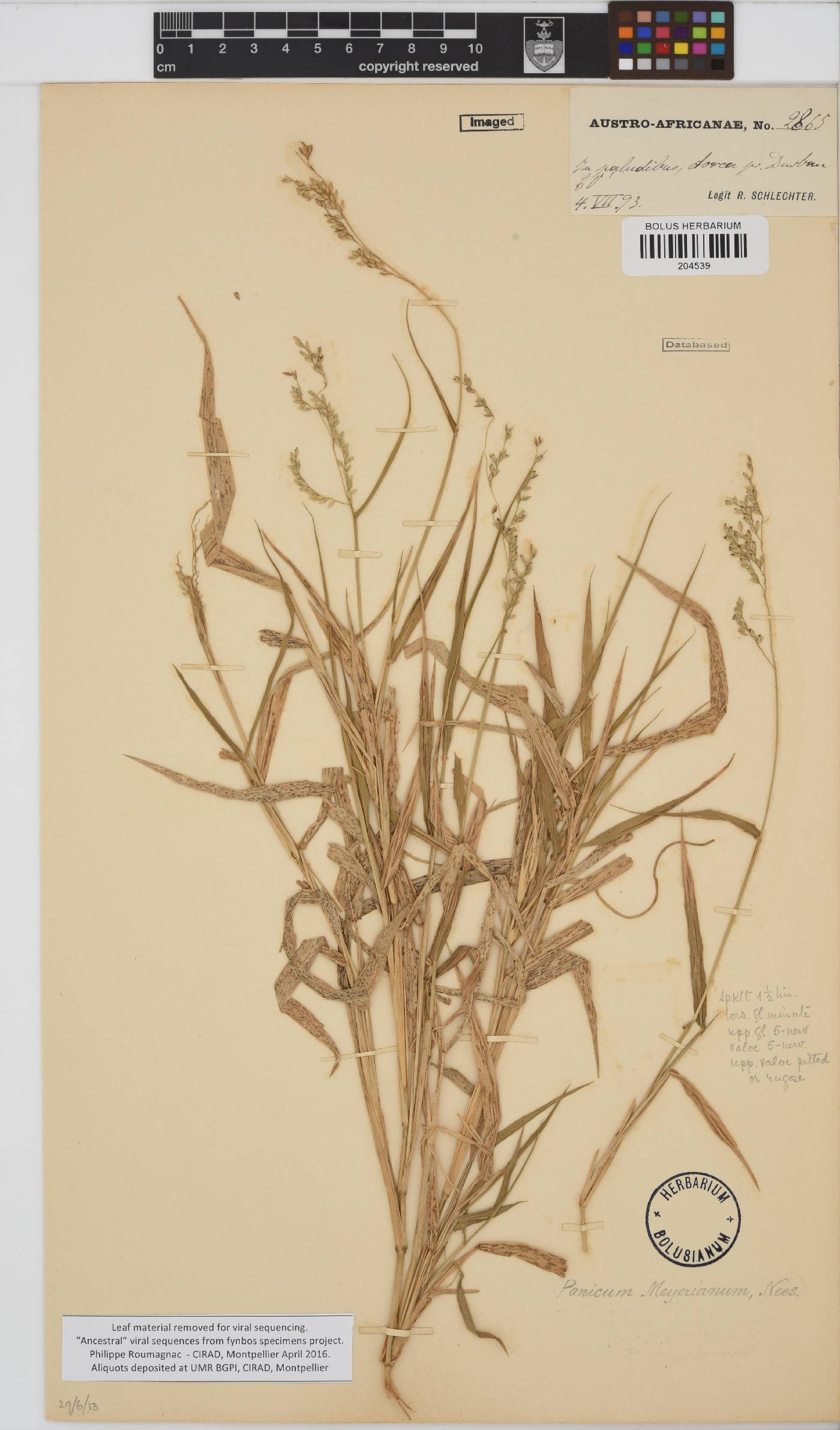 Eriochloa meyeriana image