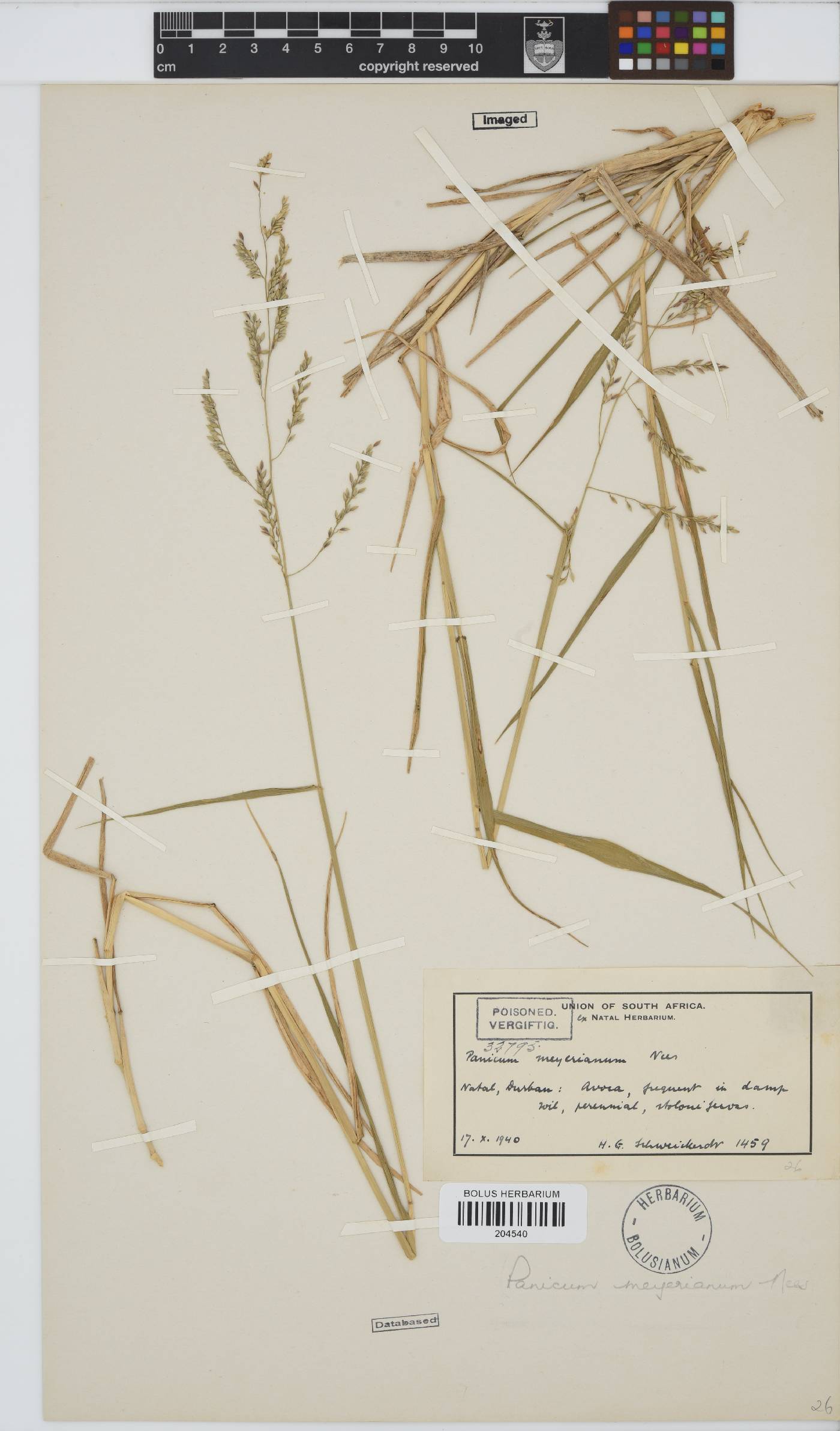 Eriochloa meyeriana image