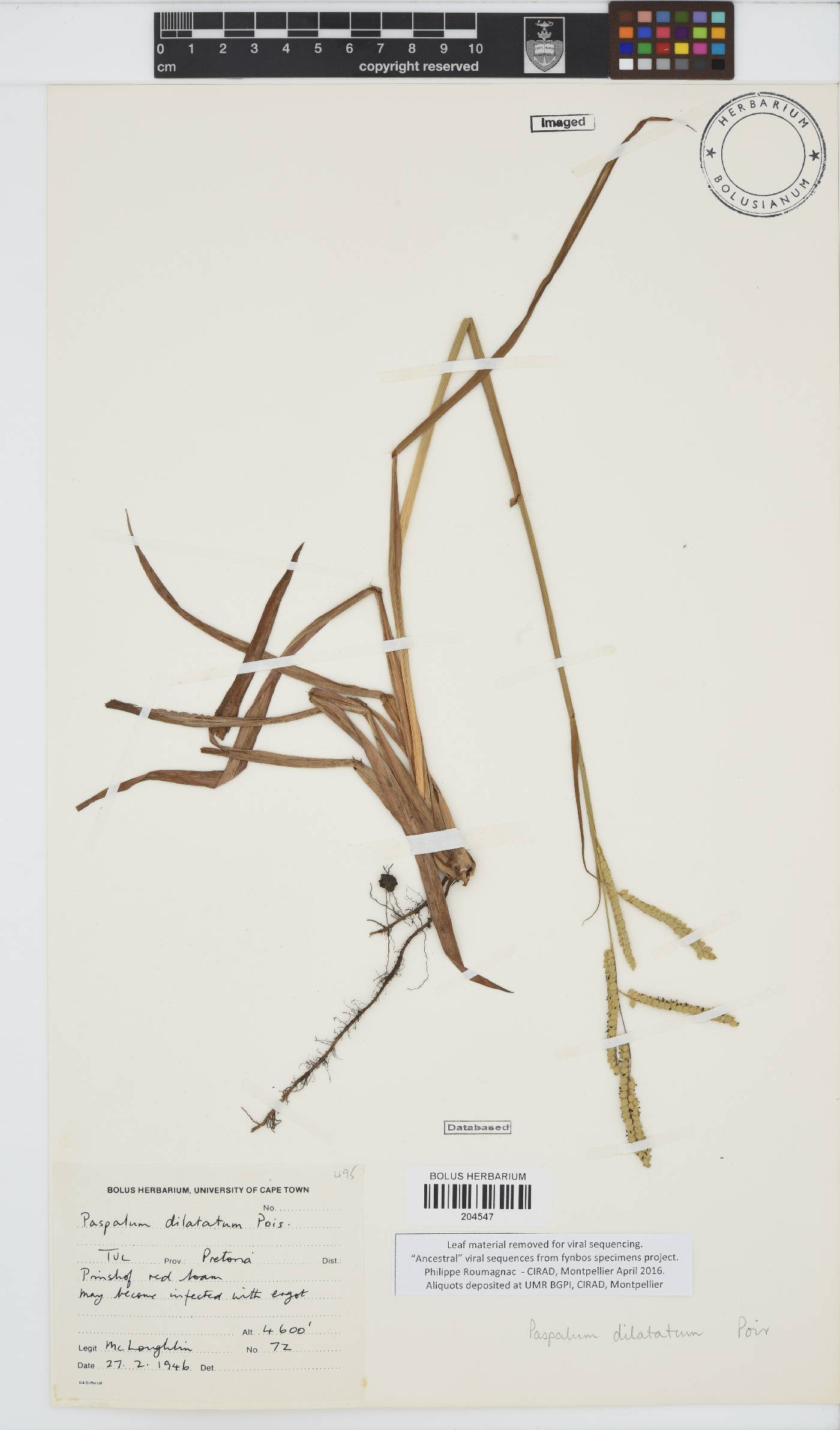 Paspalum dilatatum image