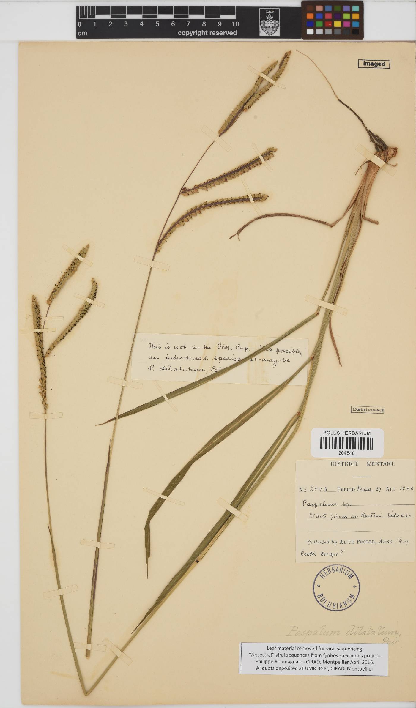 Paspalum dilatatum image