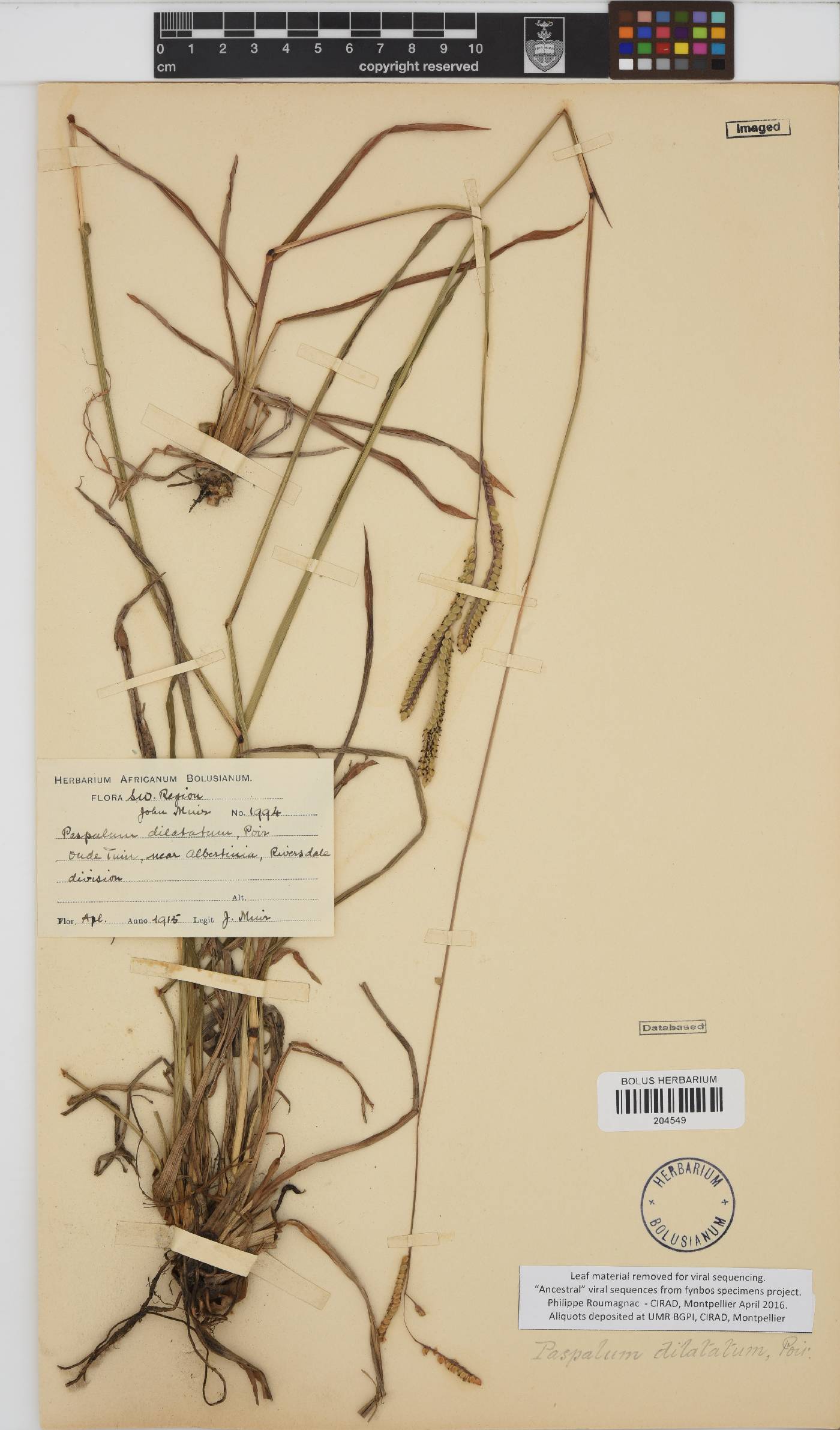 Paspalum dilatatum image