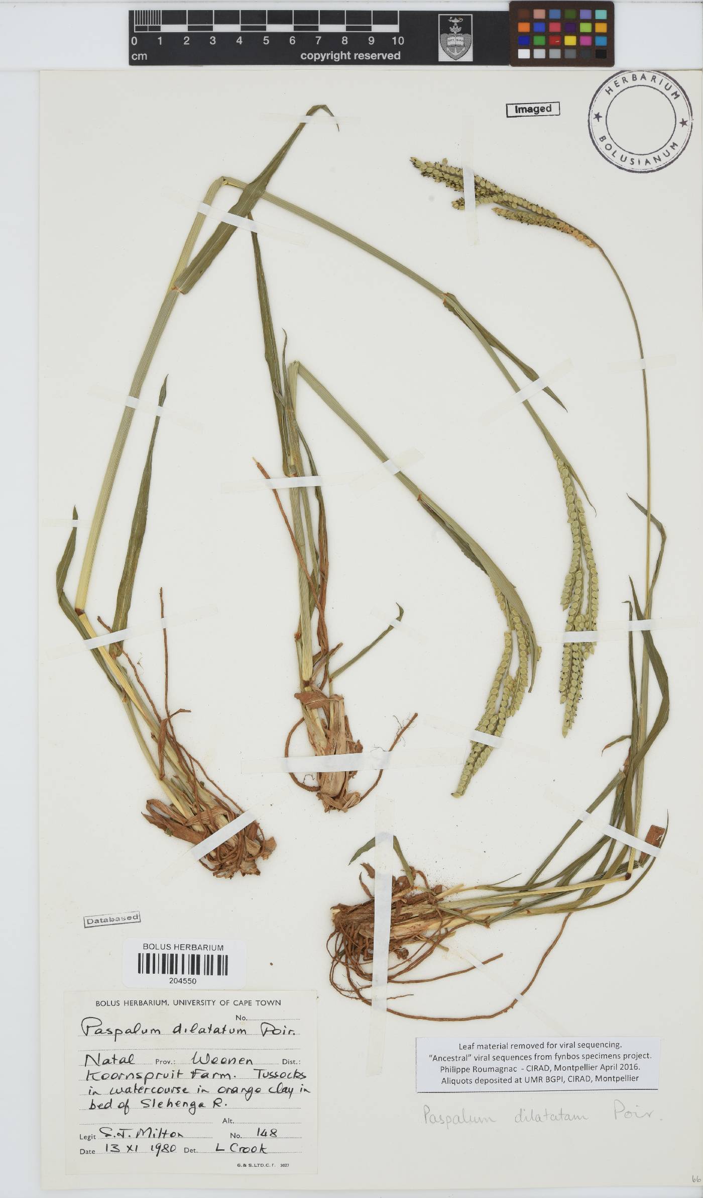 Paspalum dilatatum image