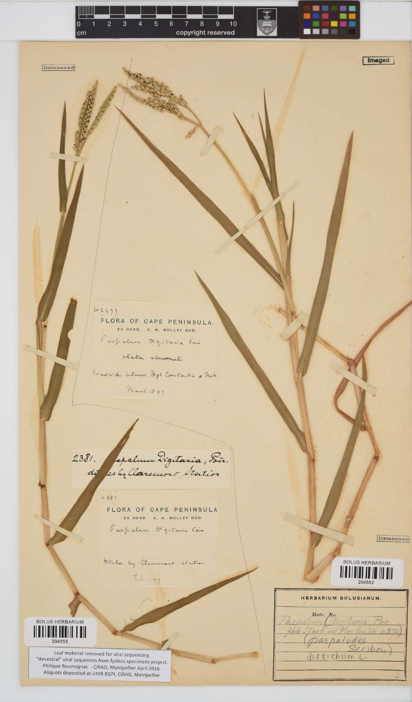 Paspalum distichum image