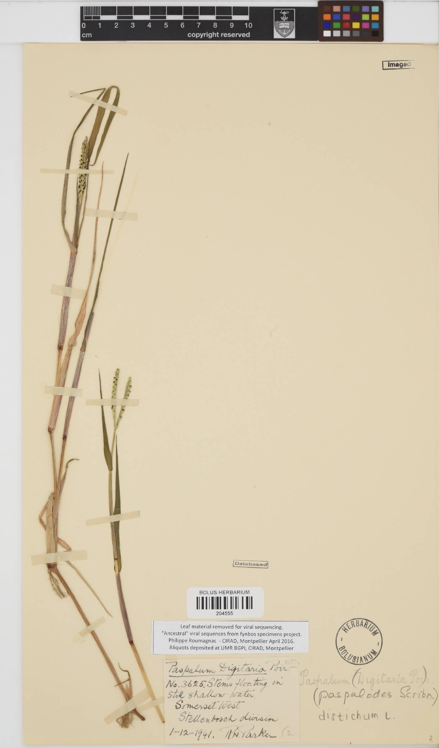 Paspalum distichum image