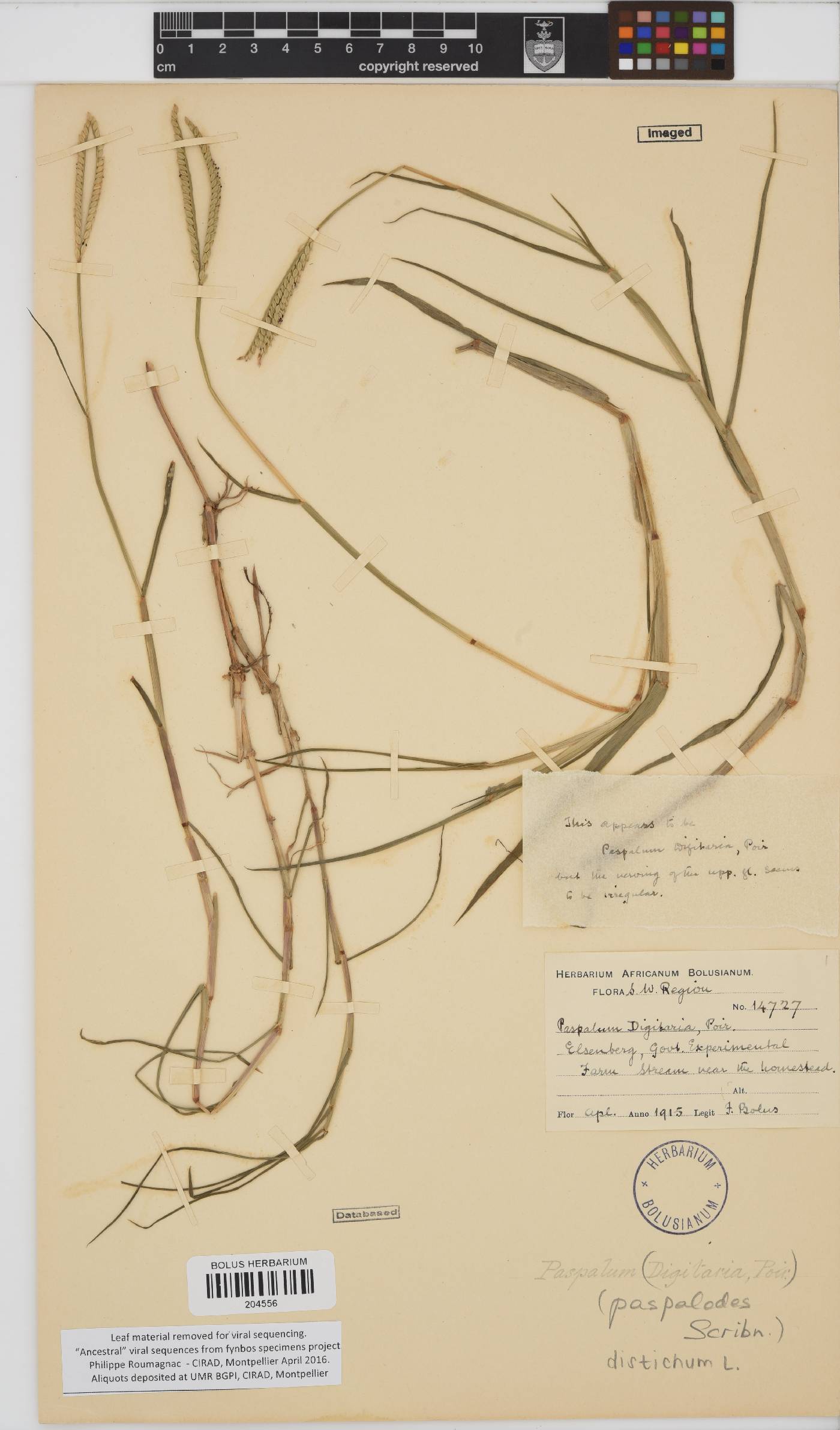 Paspalum distichum image