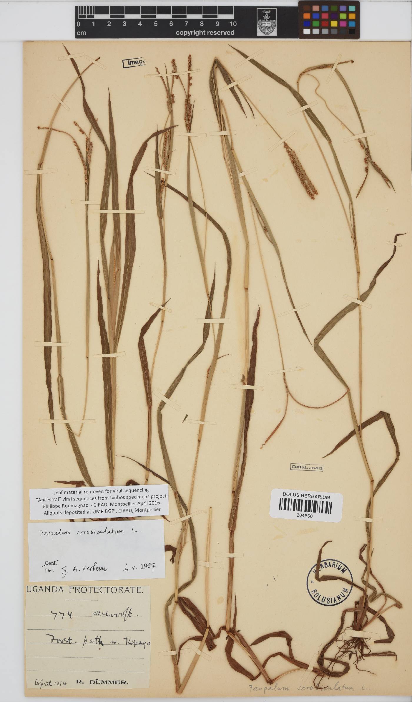 Paspalum scrobiculatum image