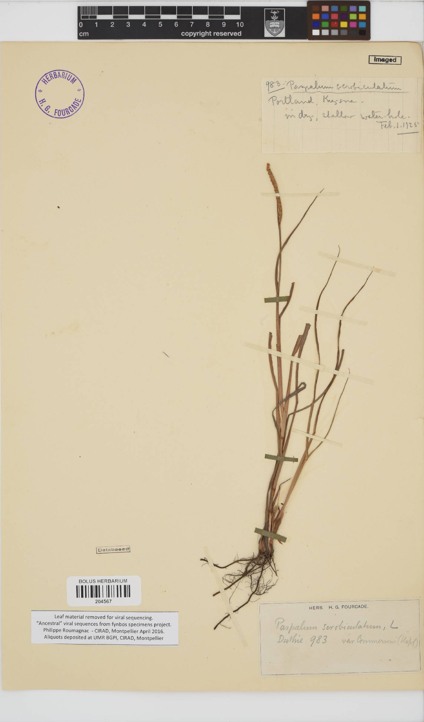 Paspalum scrobiculatum image