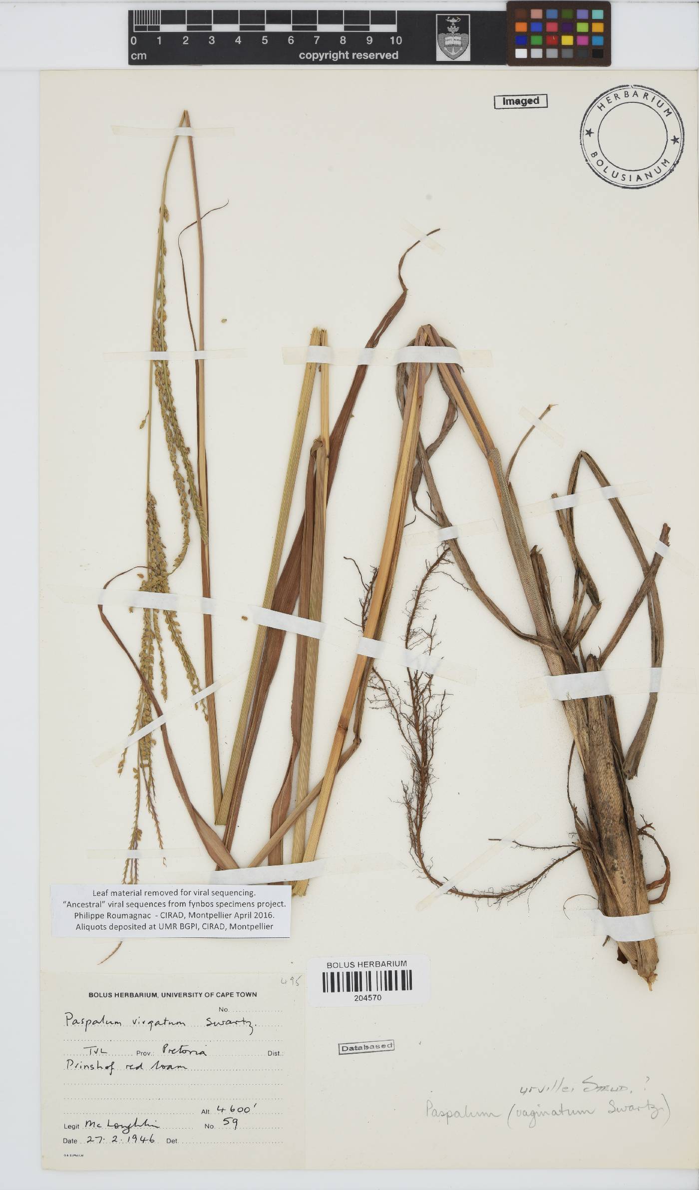 Paspalum urvillei image