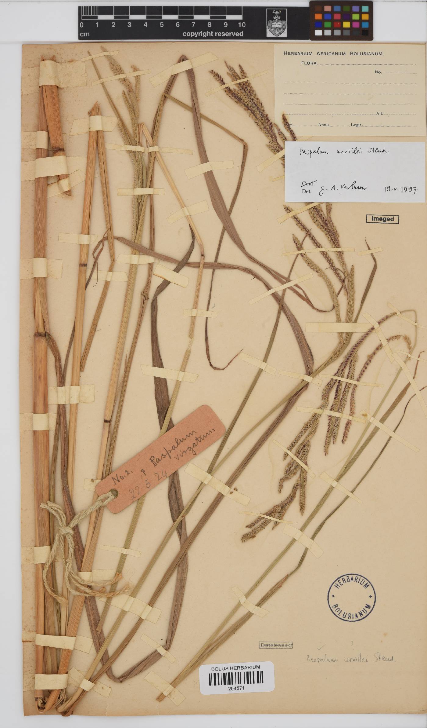 Paspalum urvillei image