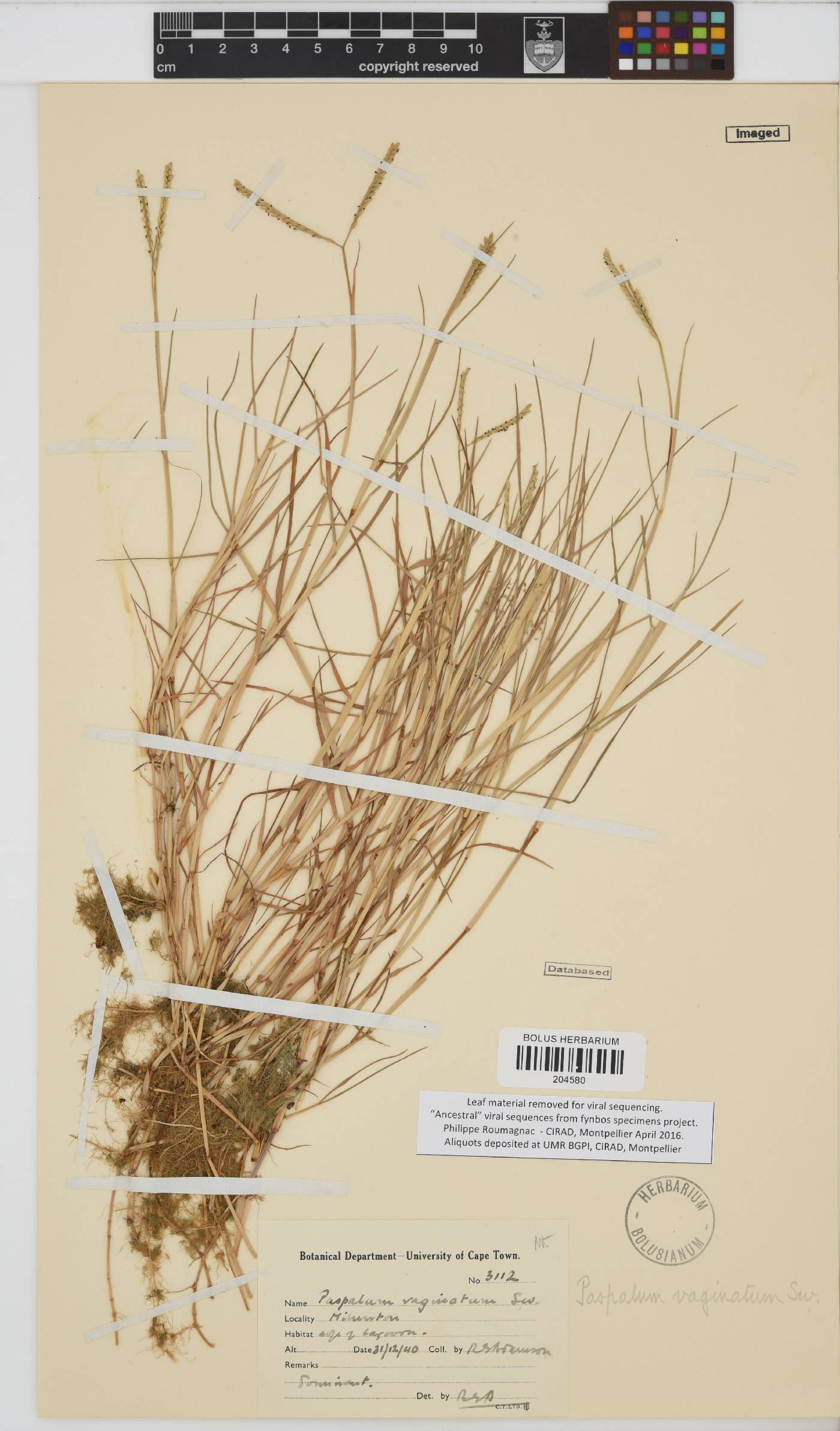 Paspalum vaginatum image