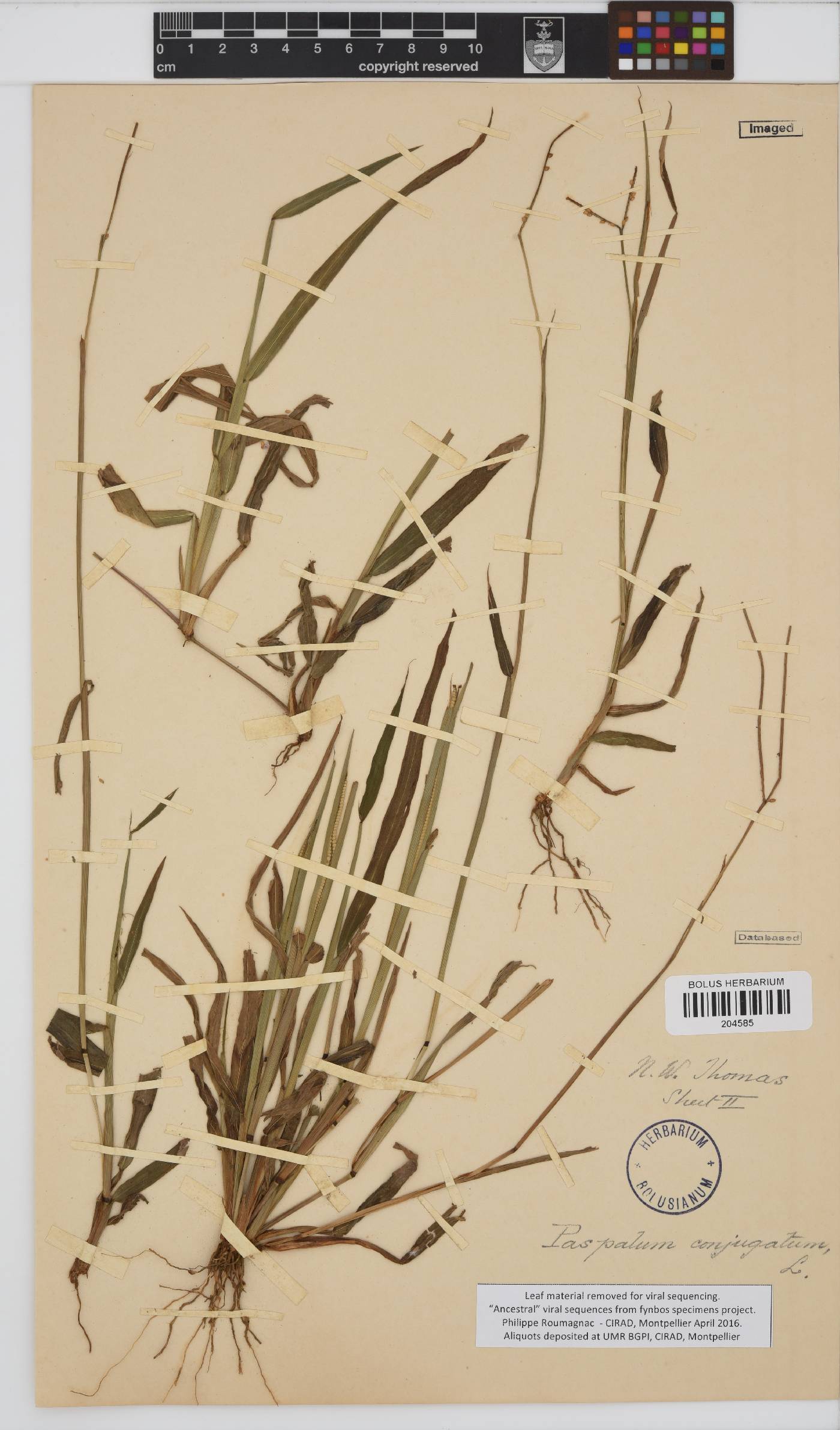 Paspalum conjugatum image