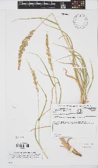 Setaria appendiculata image