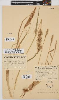 Setaria appendiculata image