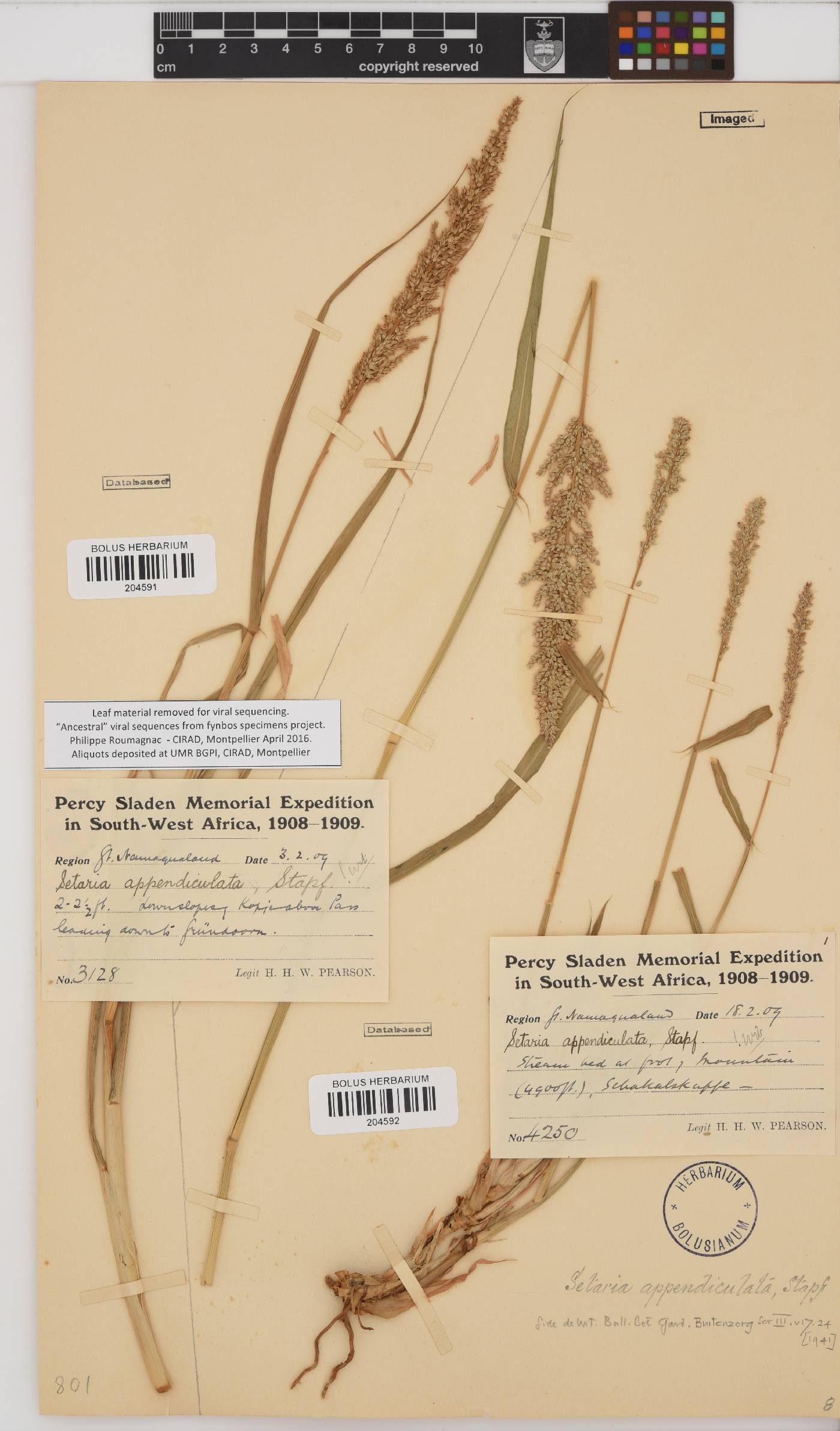 Setaria appendiculata image