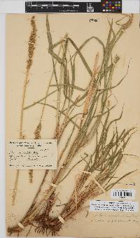 Setaria appendiculata image