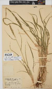 Setaria appendiculata image