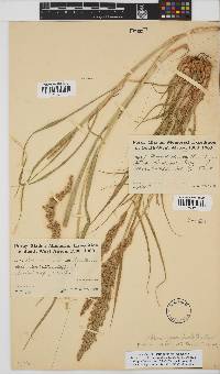 Setaria appendiculata image