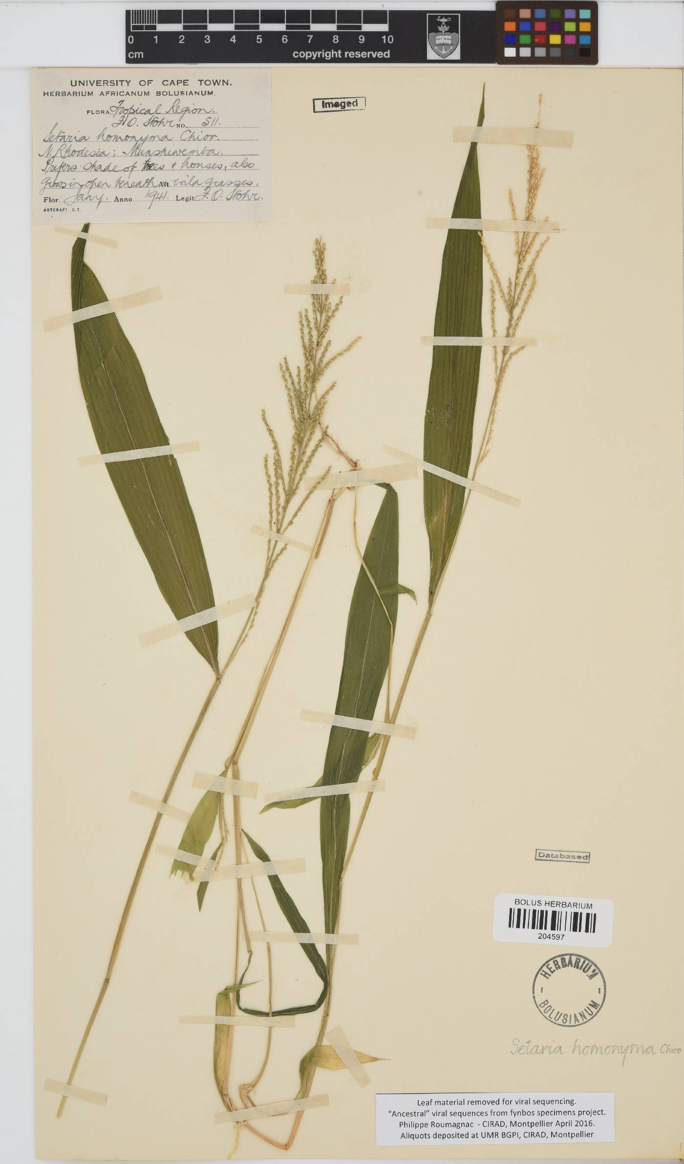 Setaria homonyma image