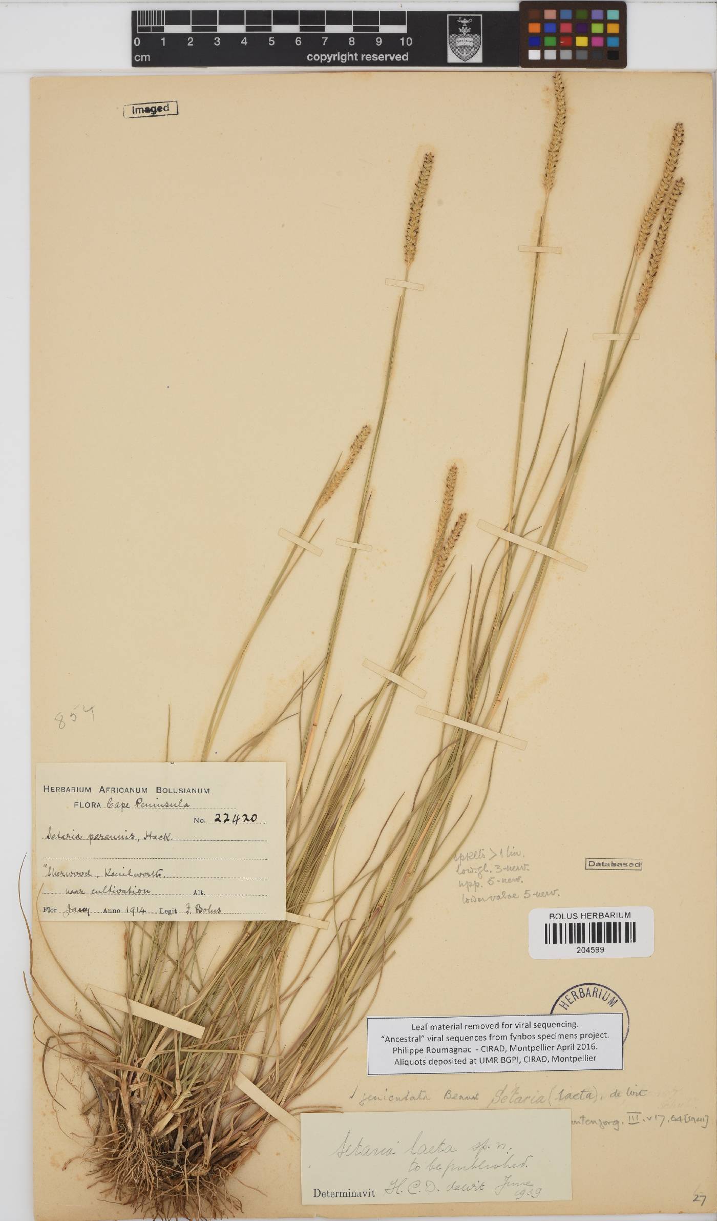 Setaria geniculata image