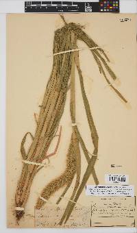 Setaria italica image