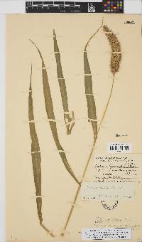 Setaria italica image